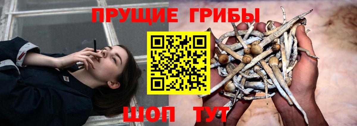 Псилоцибиновые грибы GOLDEN TEACHER Тосно